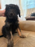 Puppies for sale