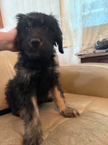 Puppies for sale