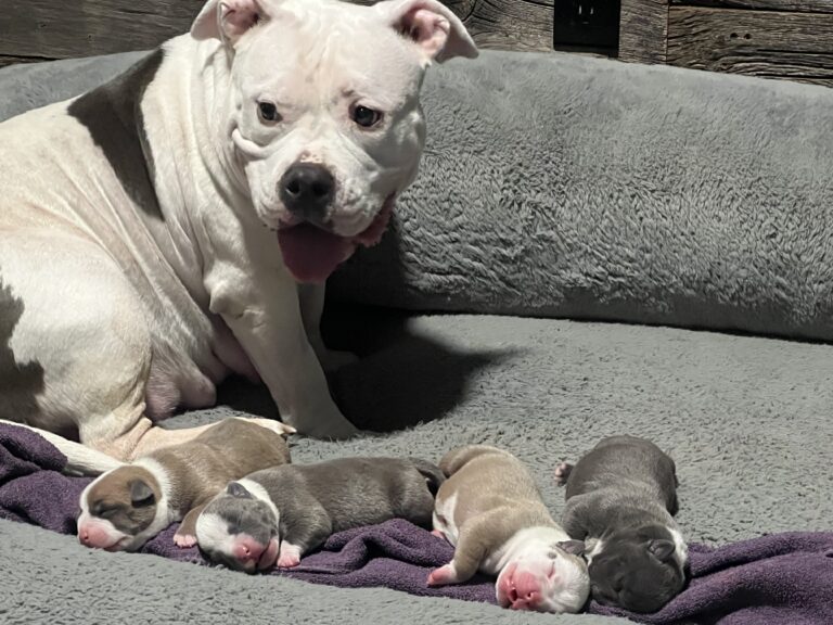 American Bullies for sale!