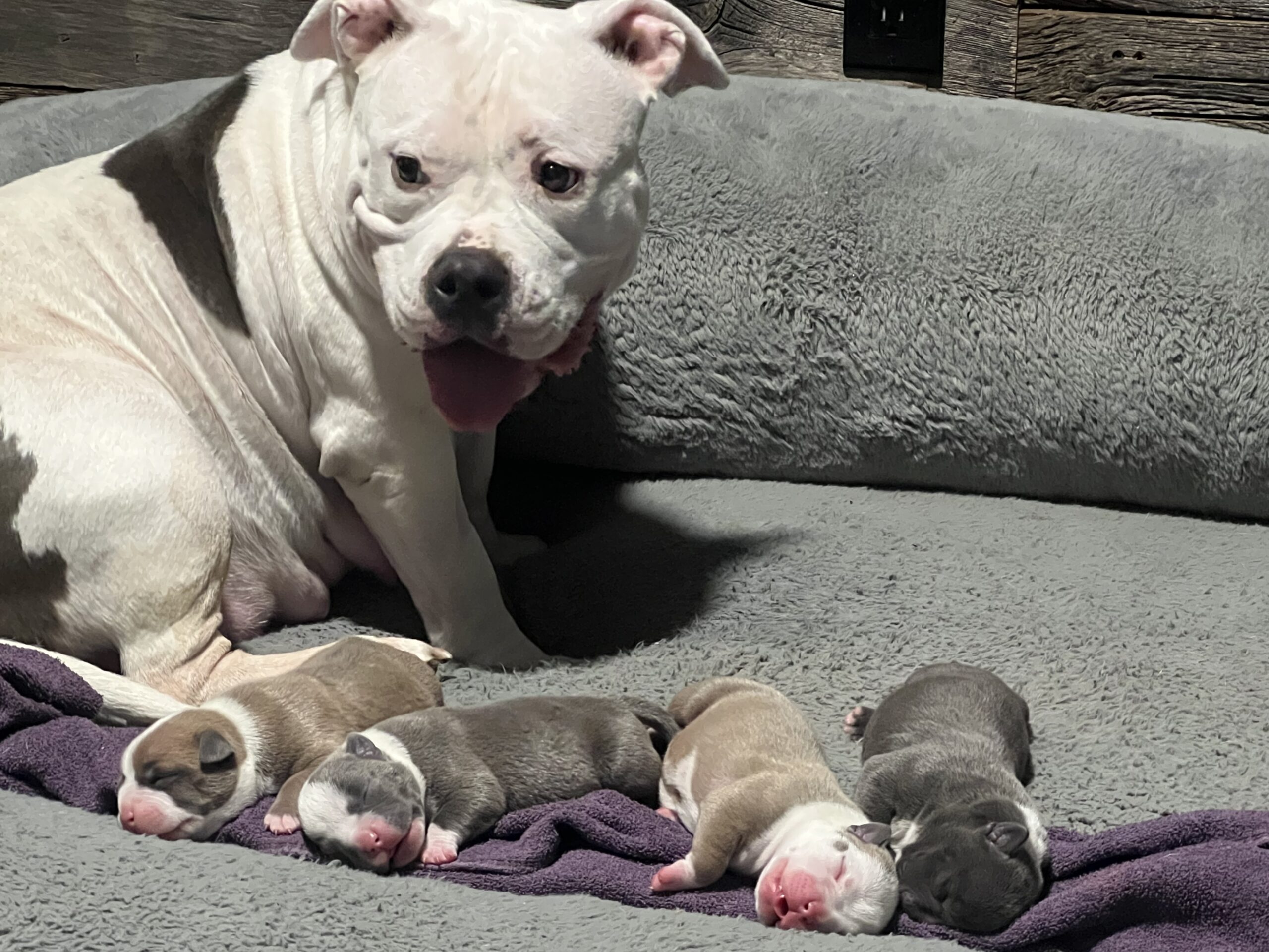 Puppies for sale