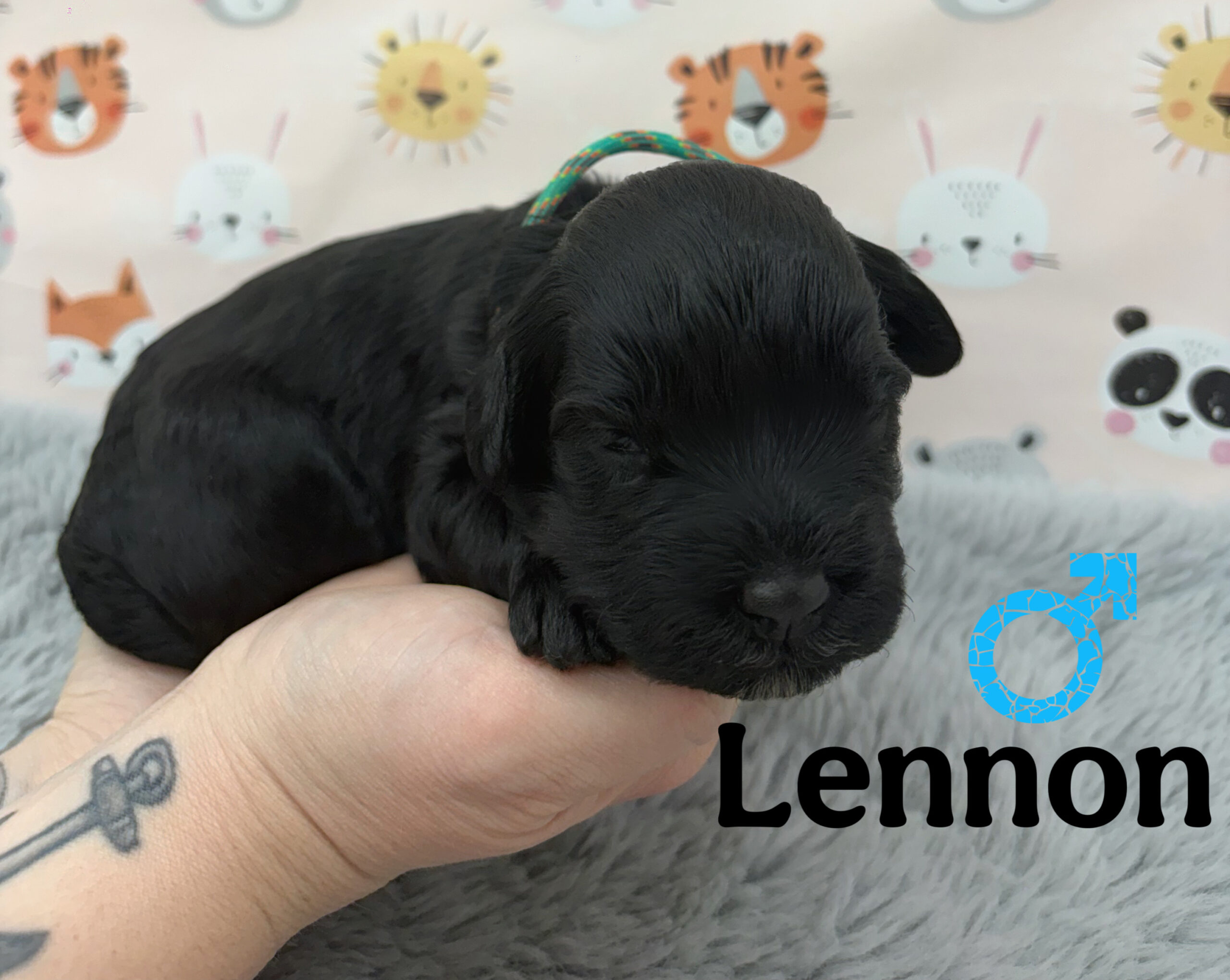 CKC Registered Portuguese Water Dog Puppy