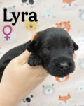 CKC Registered Portuguese Water Dog Puppy