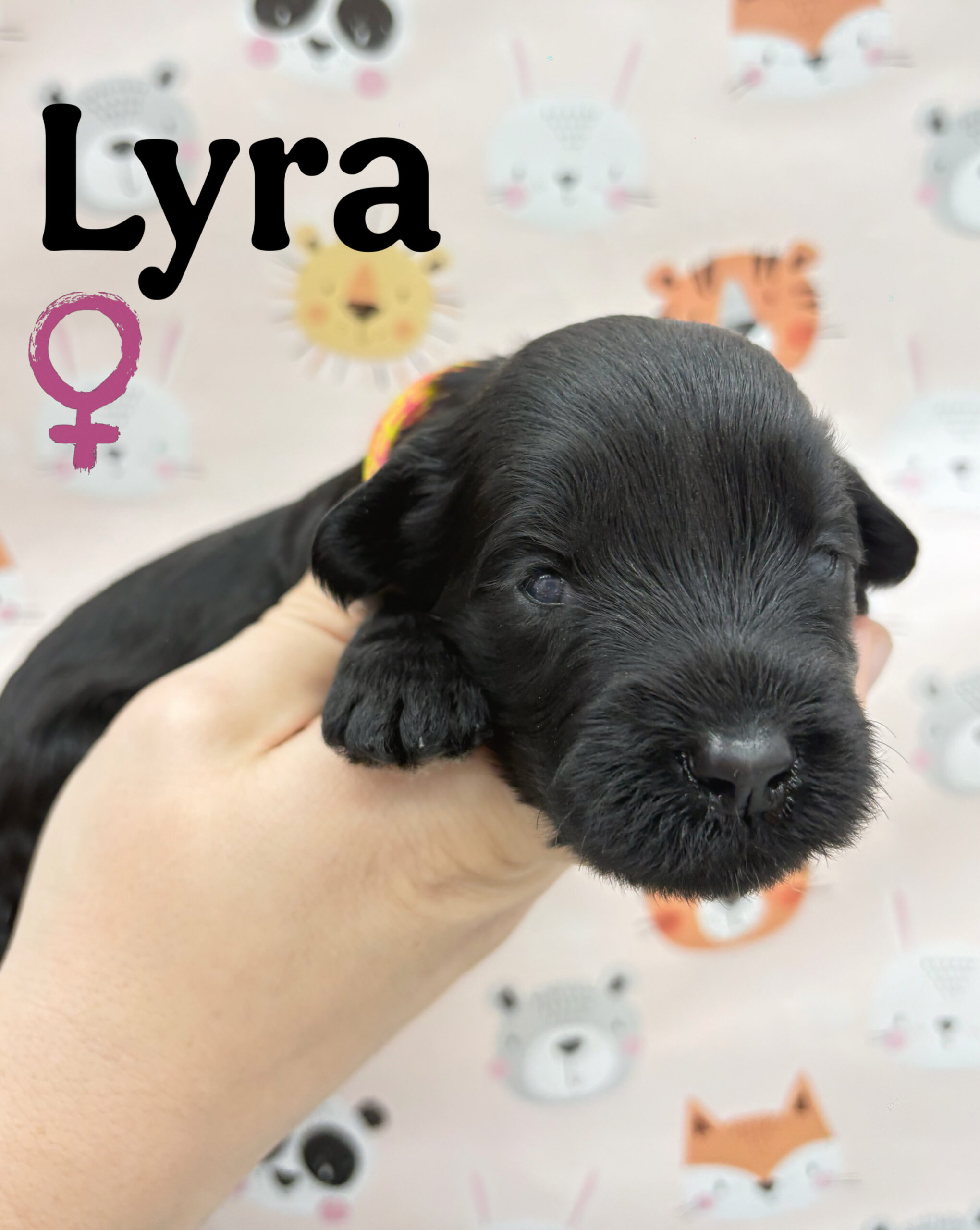 CKC Registered Portuguese Water Dog Puppy