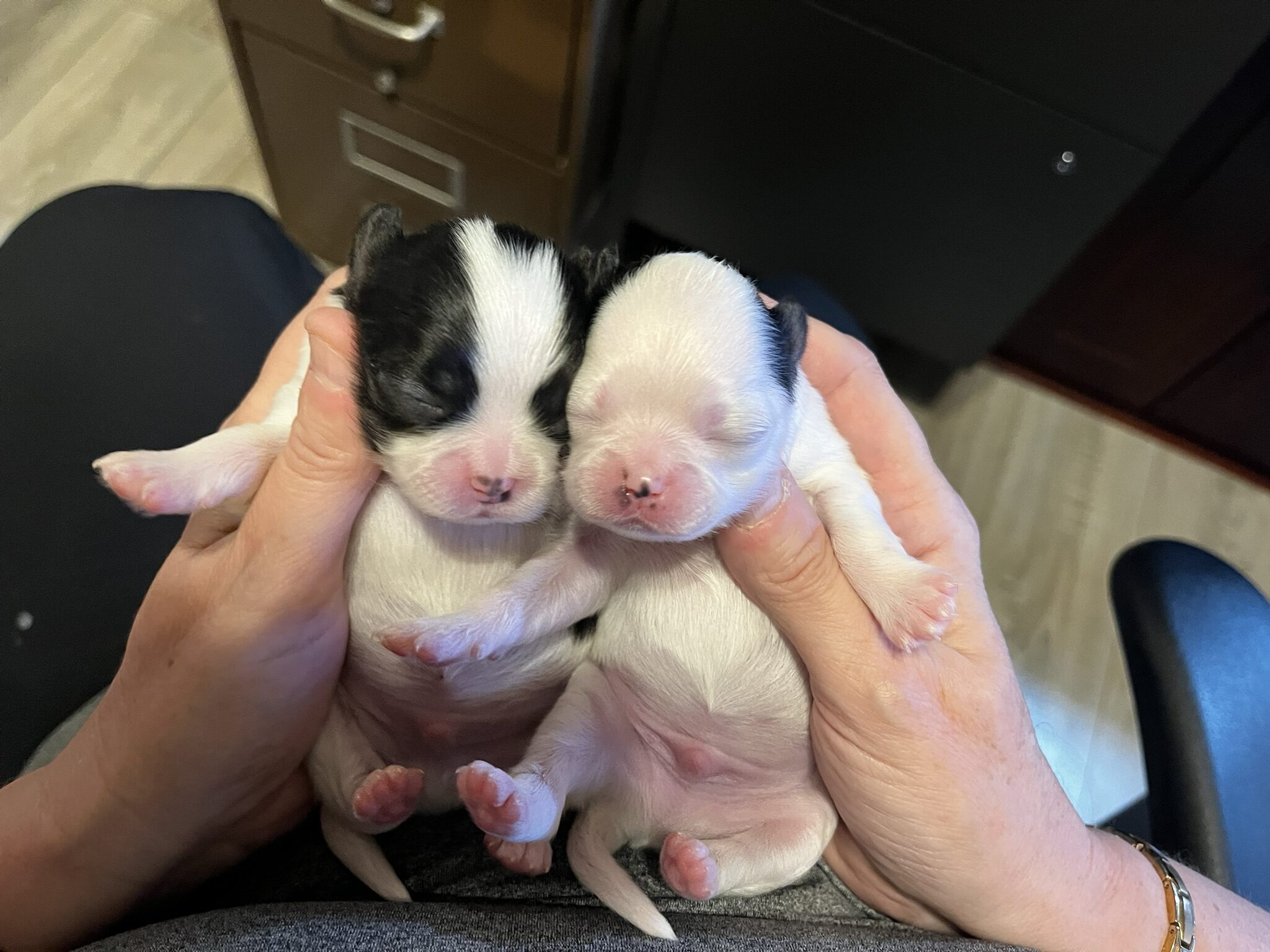 Japanese Chin Puppies for sale