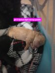Puppies for sale