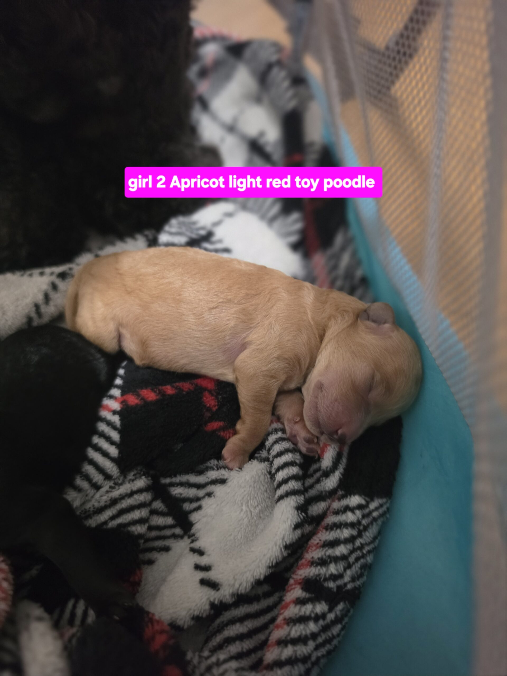 Puppies for sale