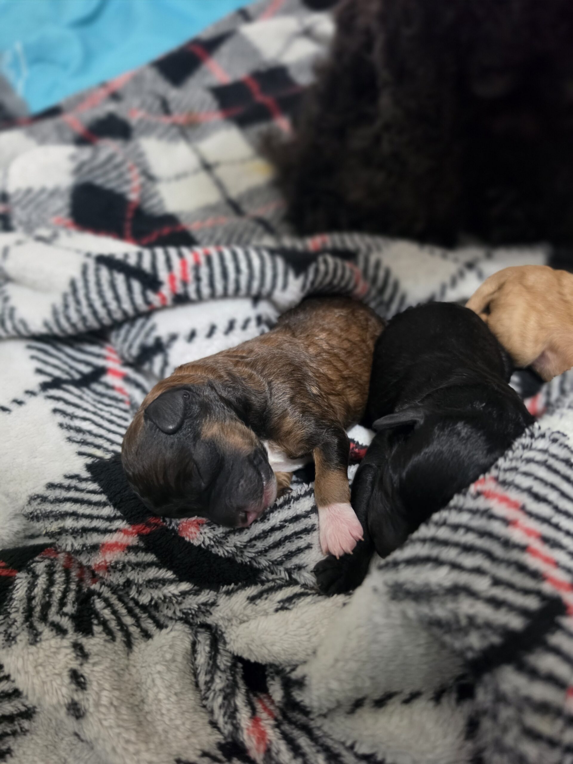 Puppies for sale