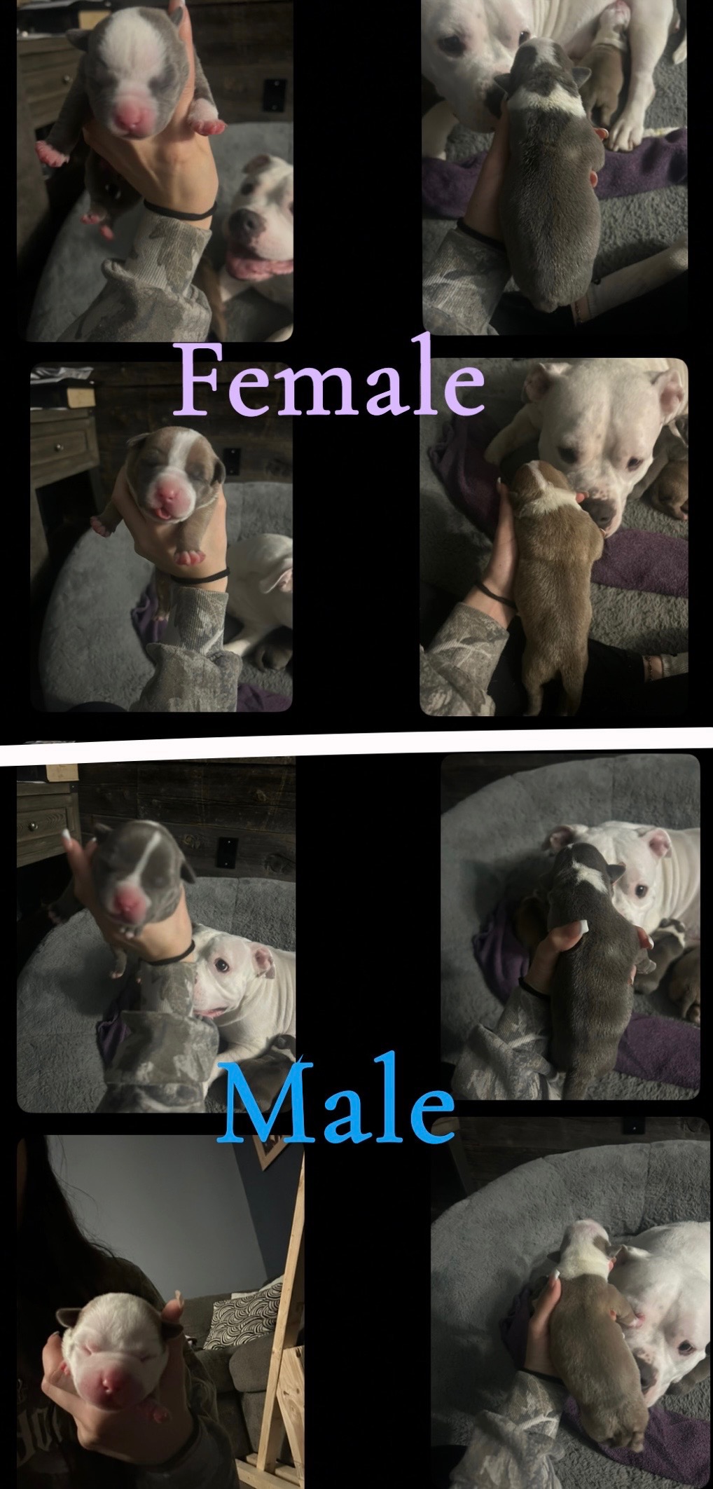 Puppies for sale