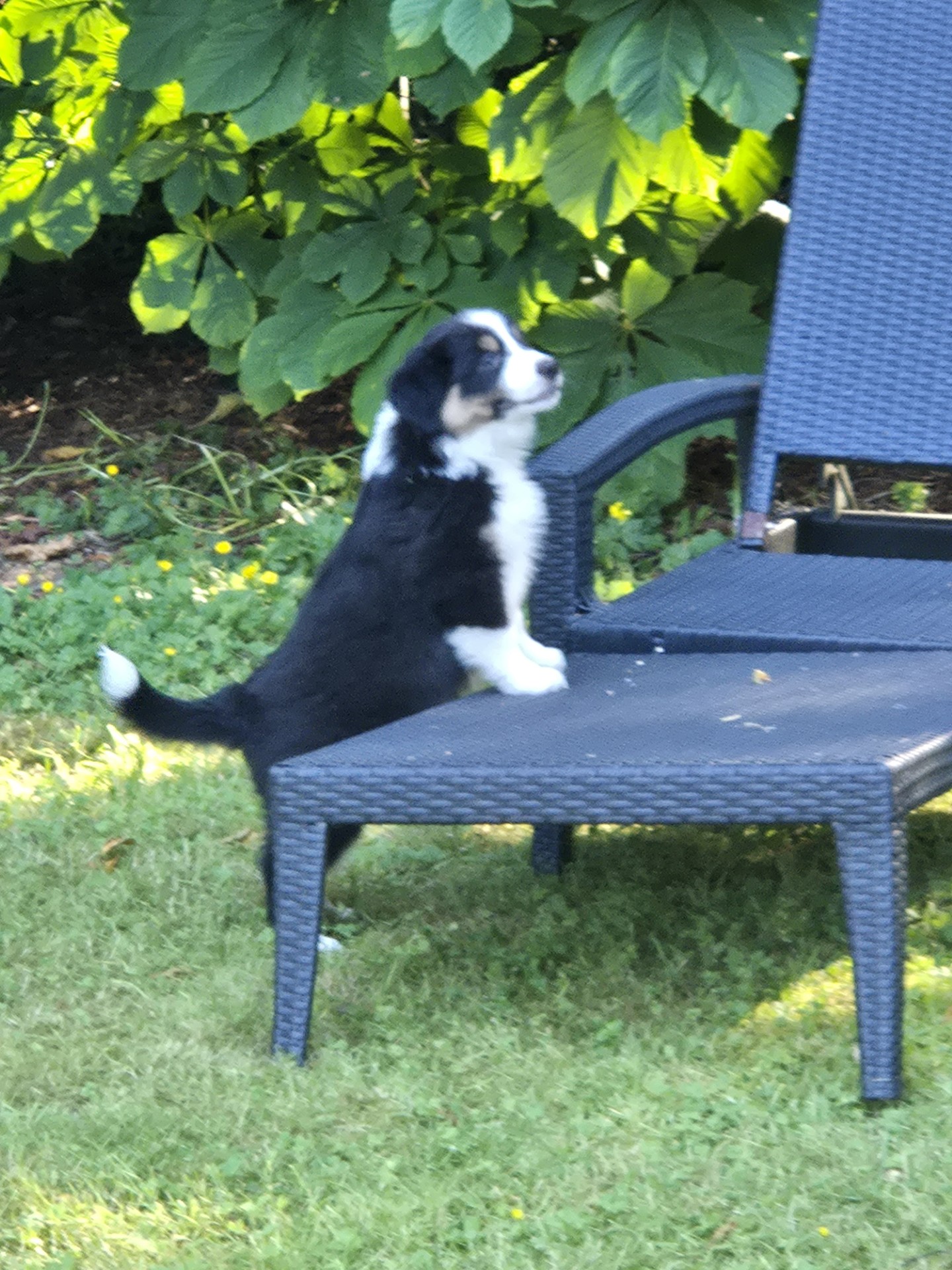 Boots - Pure Aussie Shepherd puppy