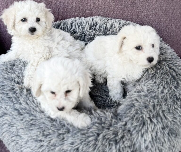 Bichon Puppies from Abbotsford, BC