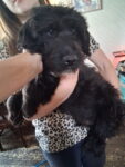 Puppies for sale
