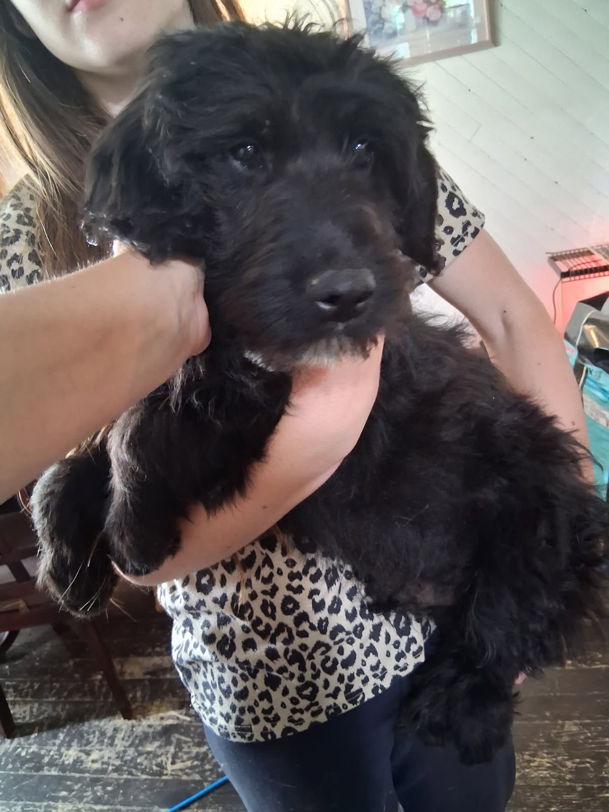 Puppies for sale