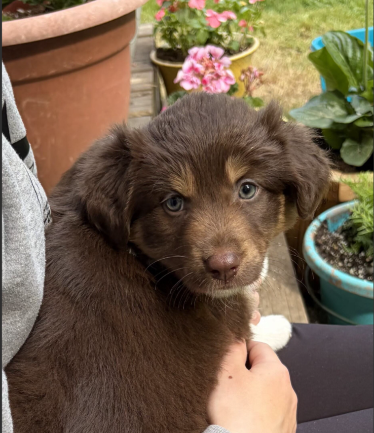 Moka - Pure Aussie Shepherd Puppy