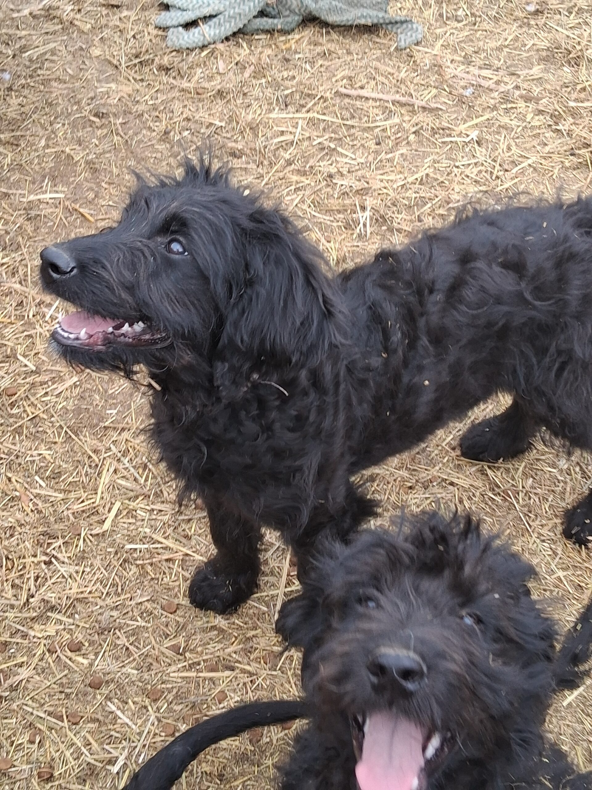 Puppies for sale