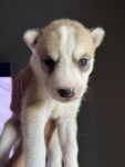 cream/sable siberian husky puppies