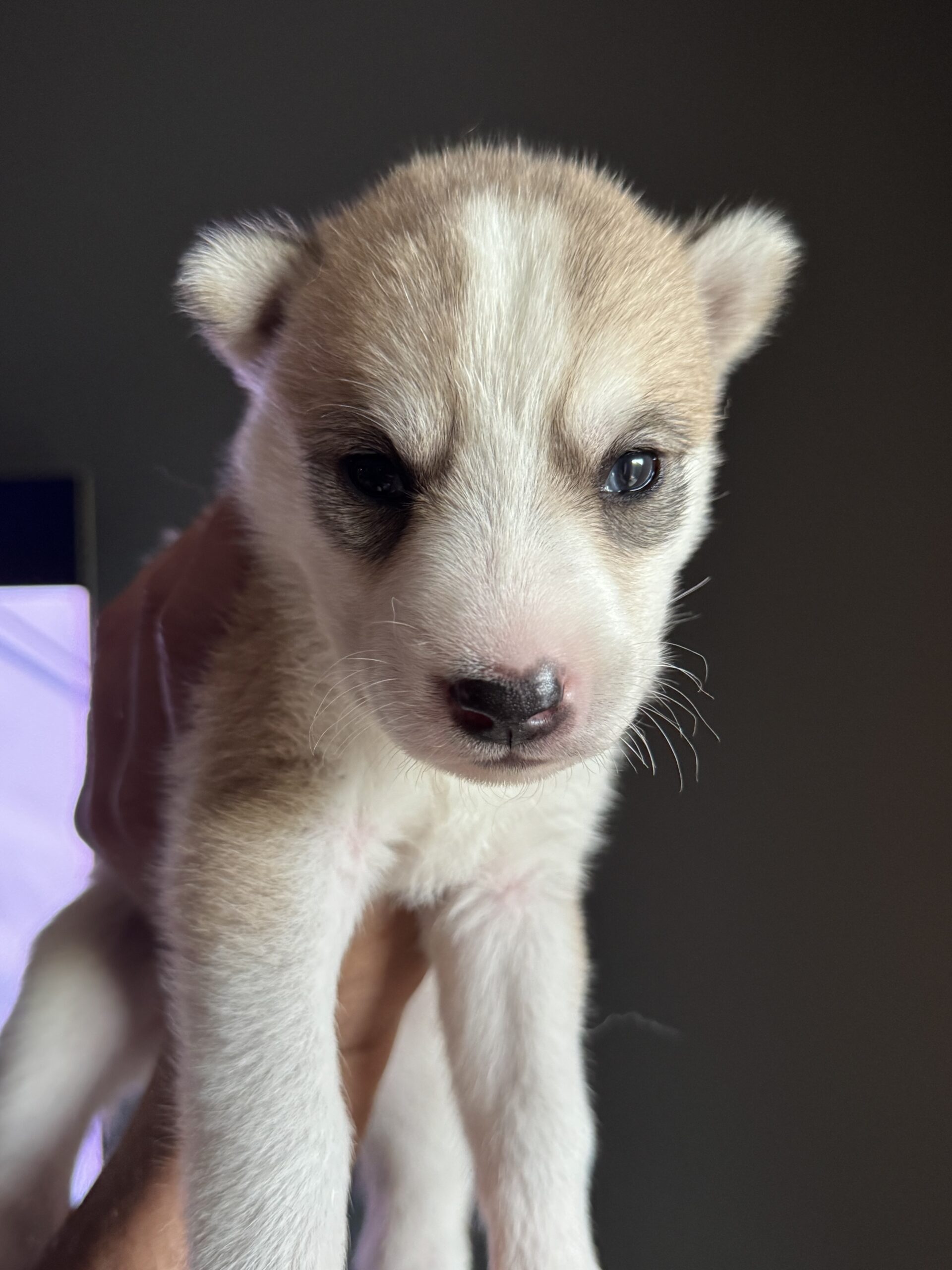 cream/sable siberian husky puppies