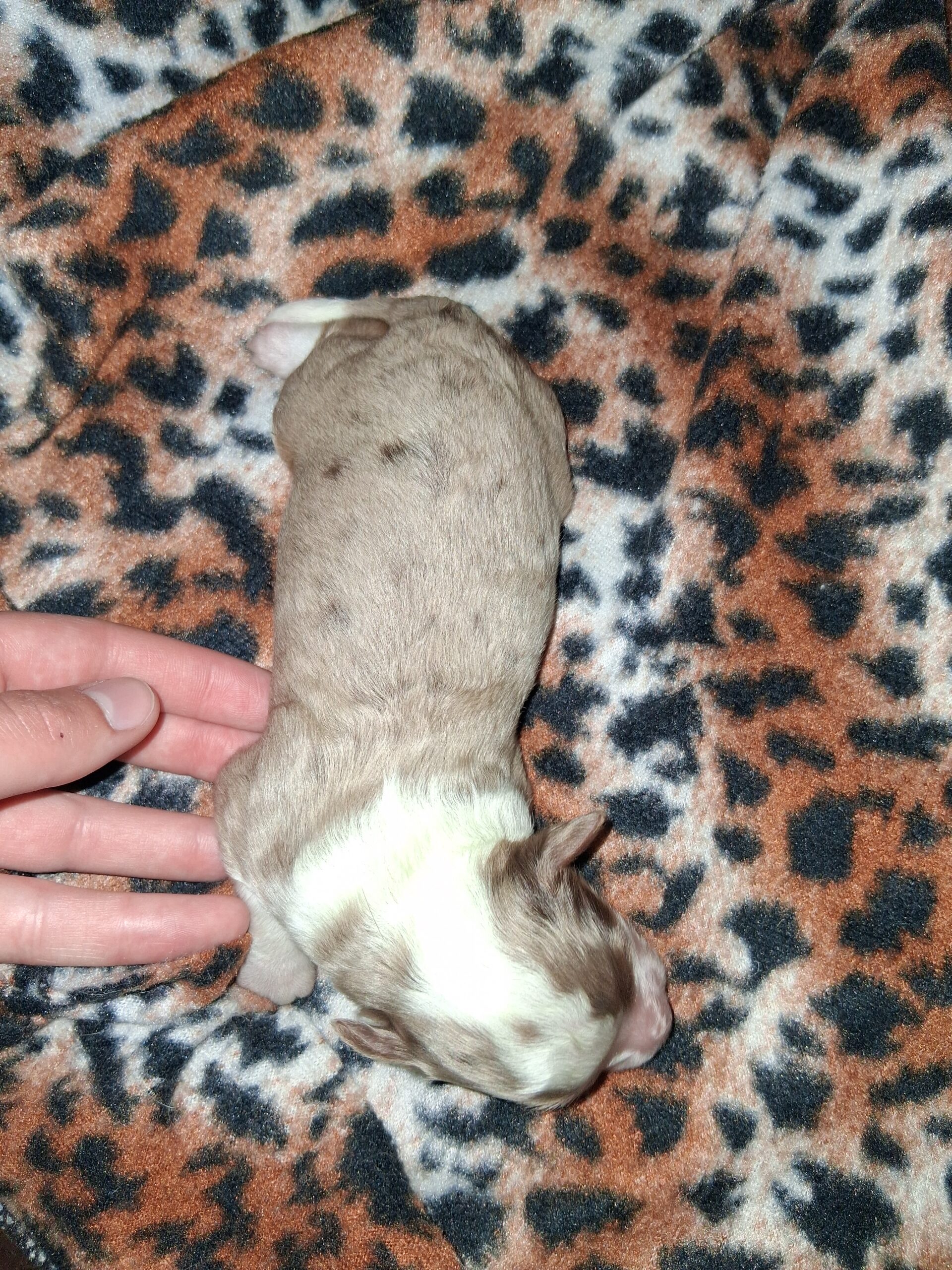 Puppies for sale