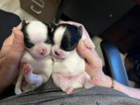 Japanese Chin Puppies for sale