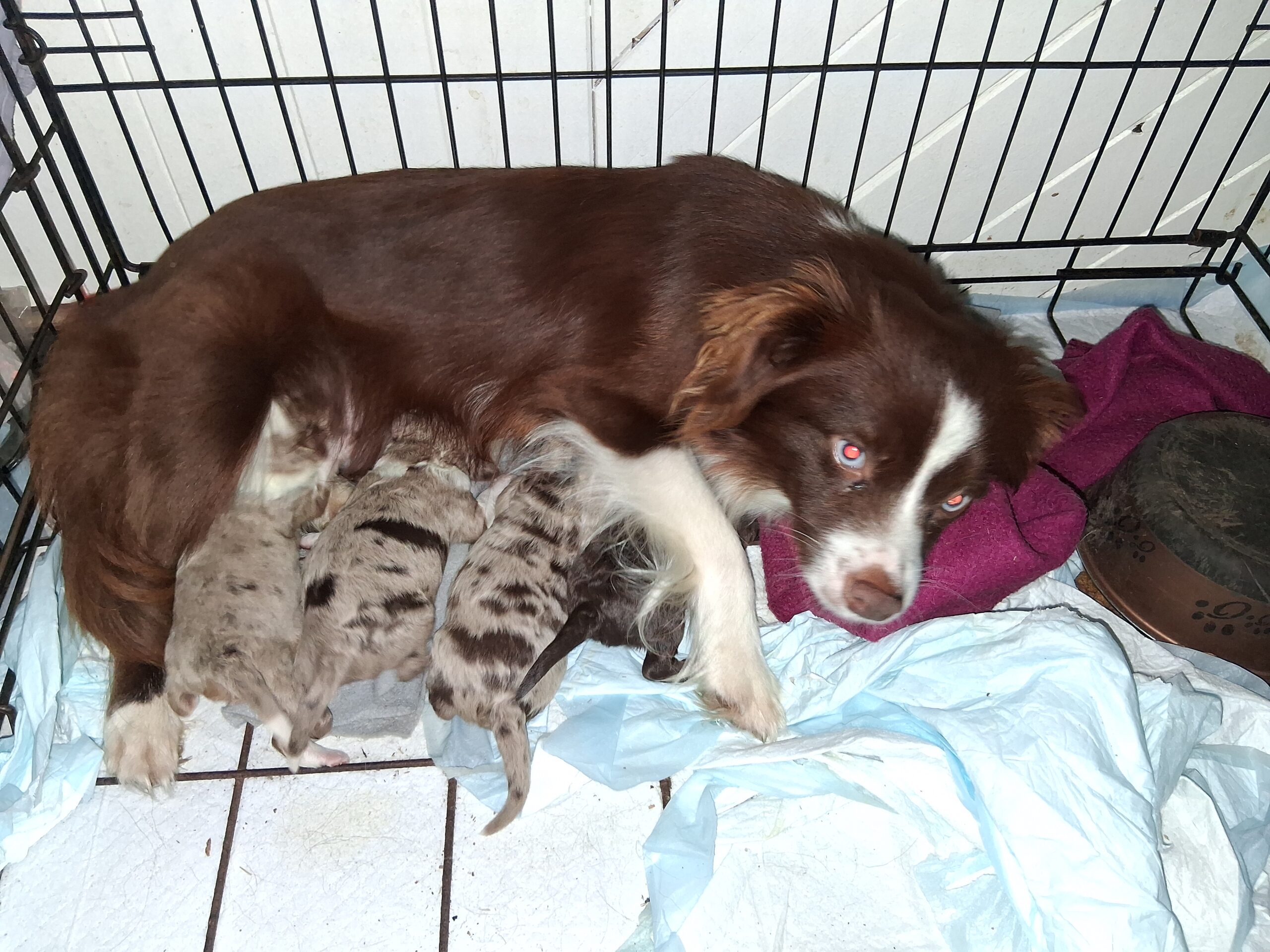Puppies for sale