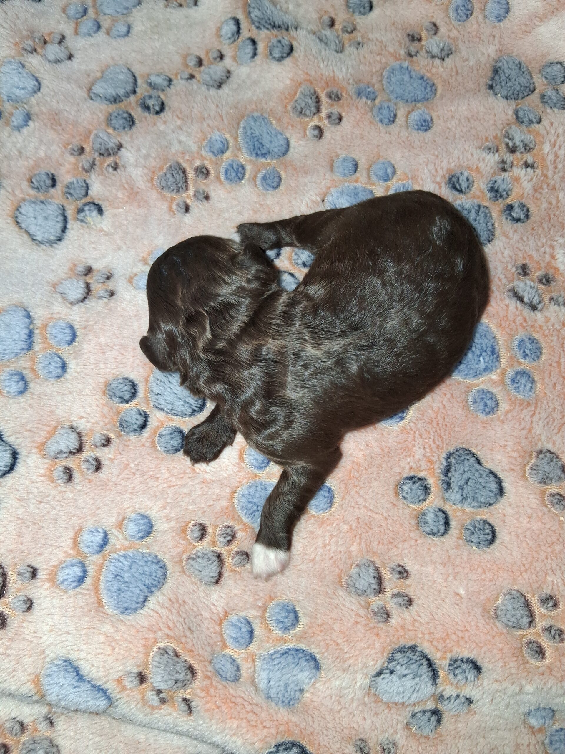 Puppies for sale