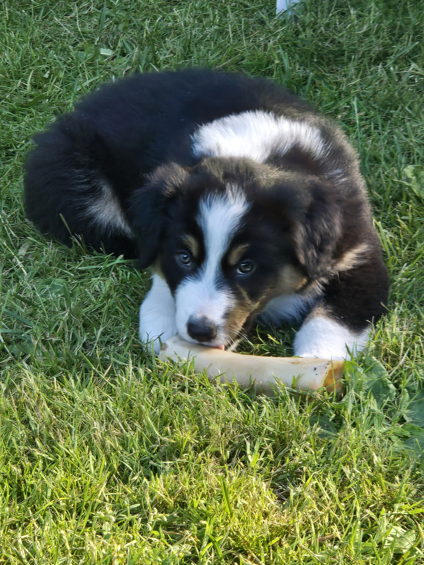 Boots - Pure Aussie Shepherd puppy