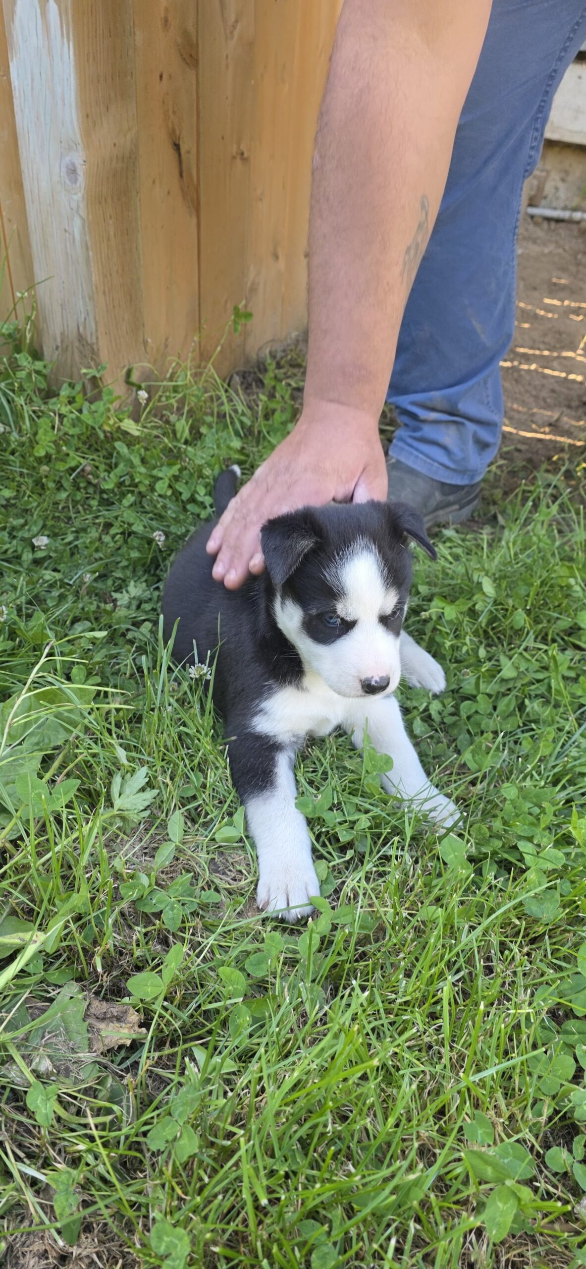 Puppies for sale