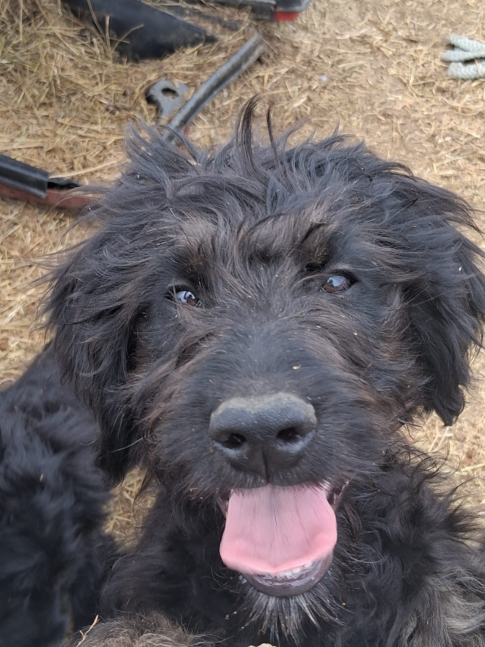 Puppies for sale