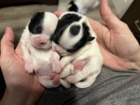 Japanese Chin Puppies for sale