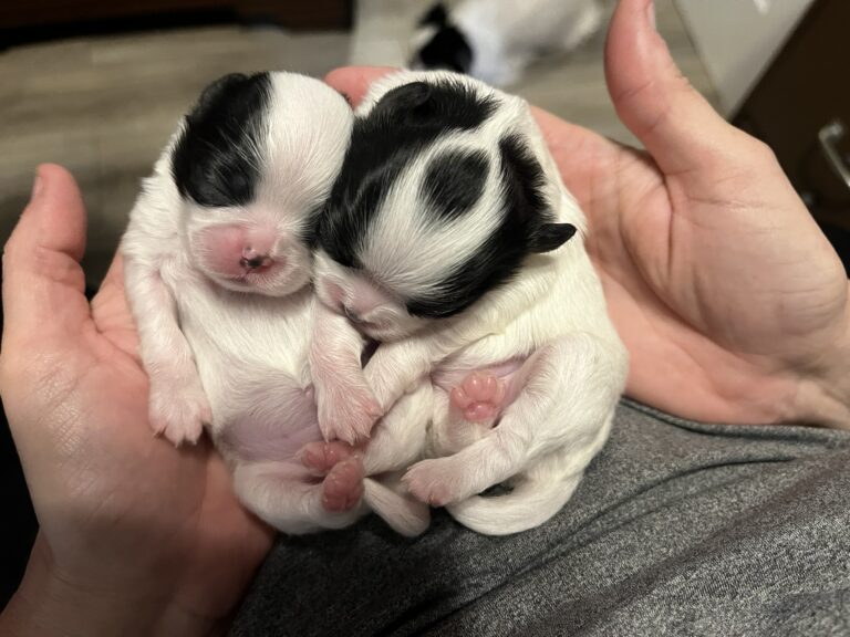 Rare Japanese Chin Puppies 3 boys 2 girls born May 11, 2026 – Welland