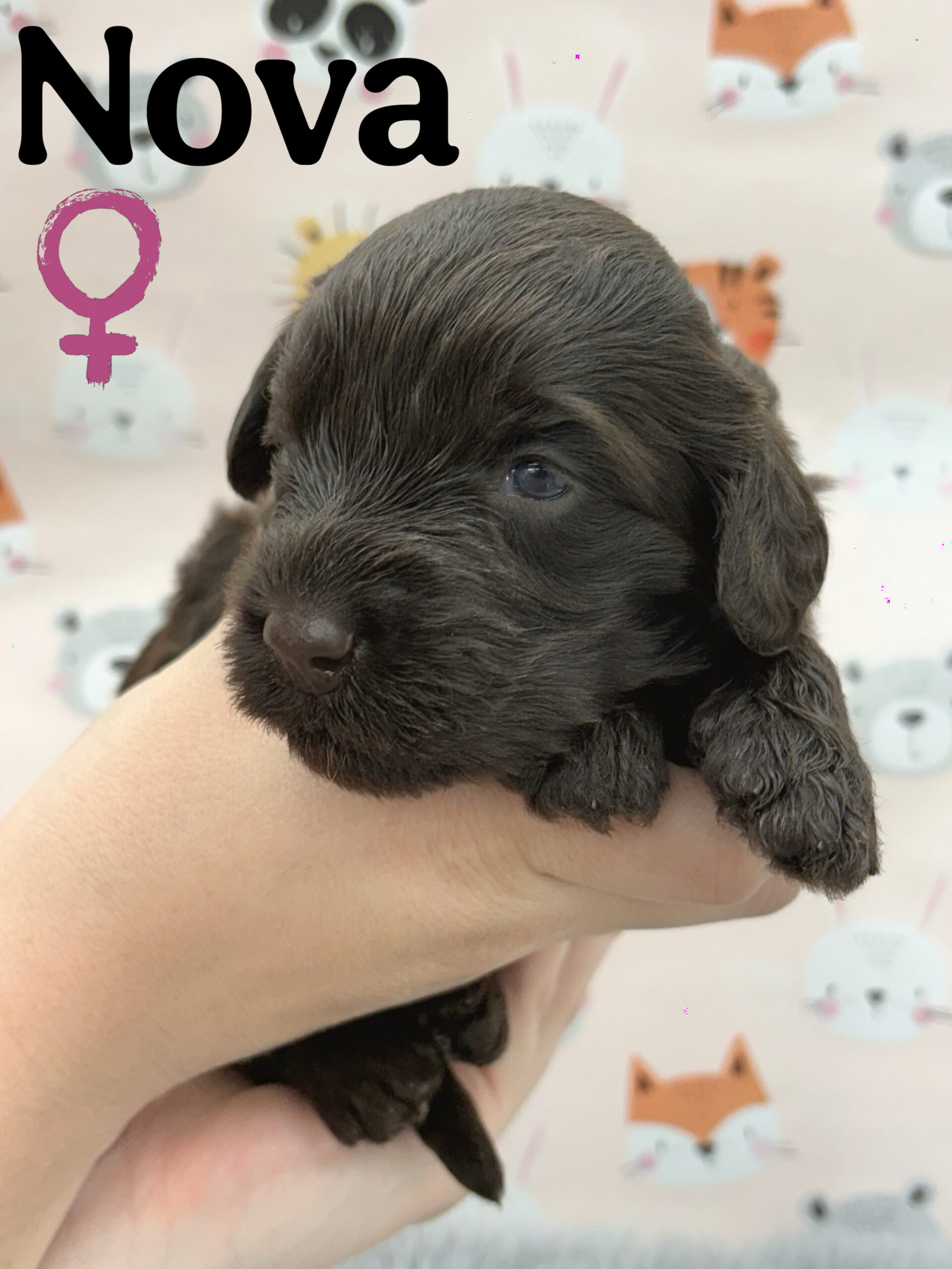 CKC Registered Portuguese Water Dog Puppy