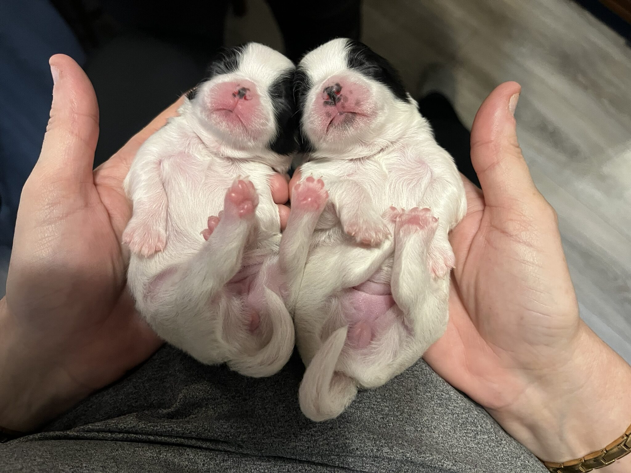Japanese Chin Puppies for sale