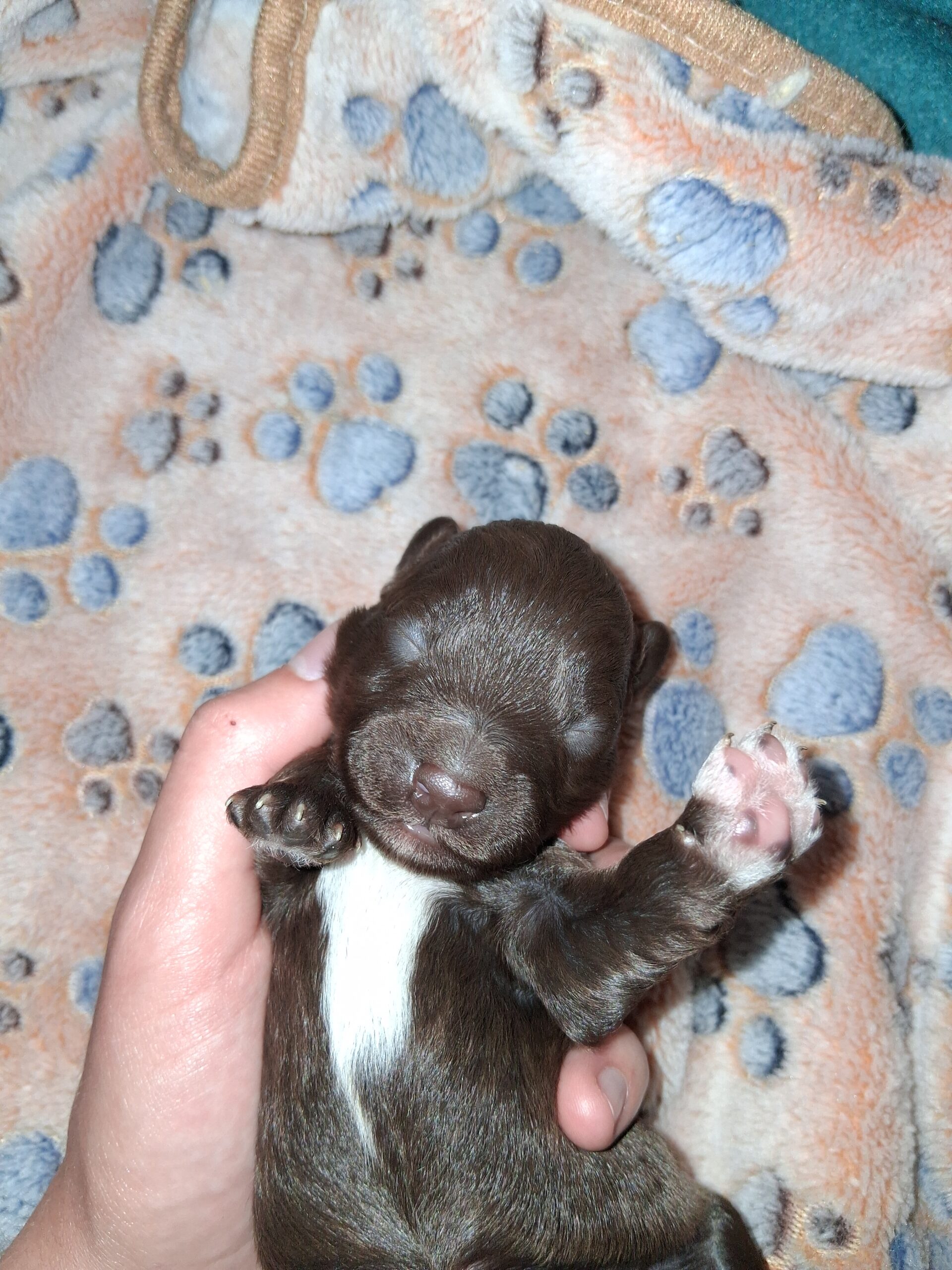 Puppies for sale