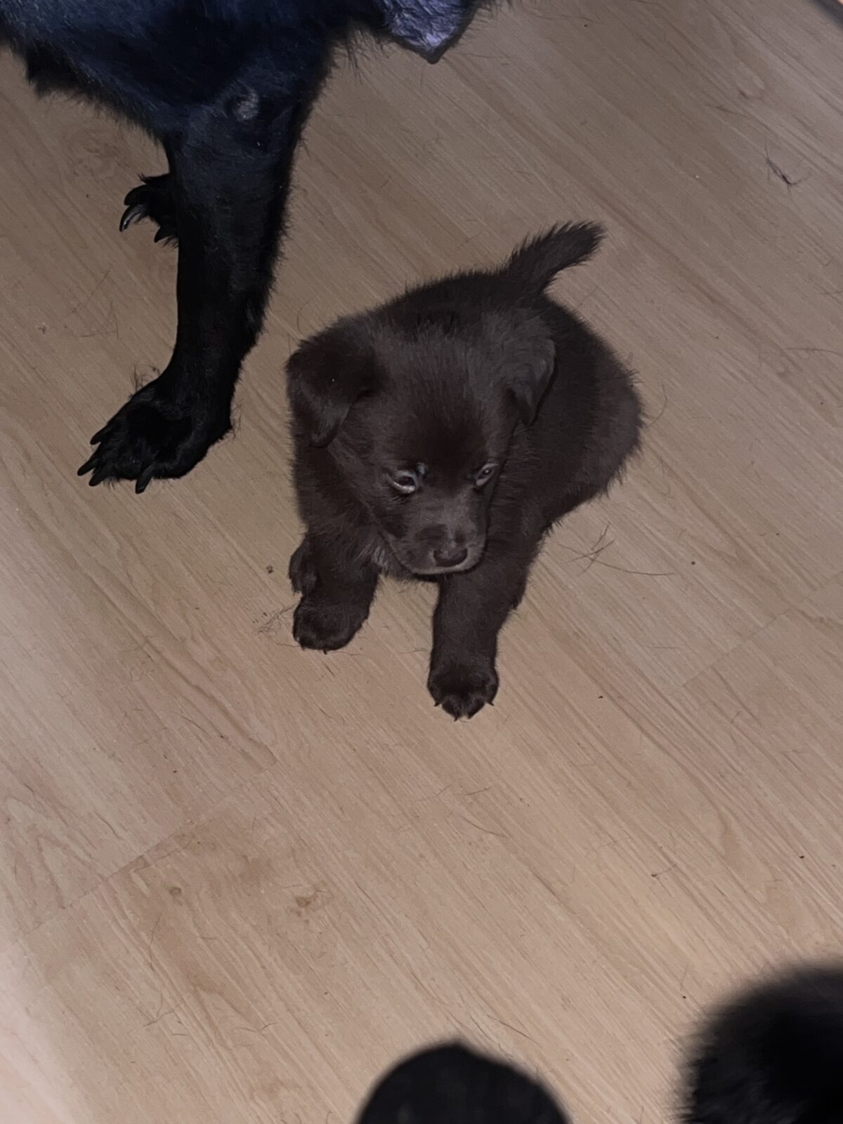 Puppies for sale