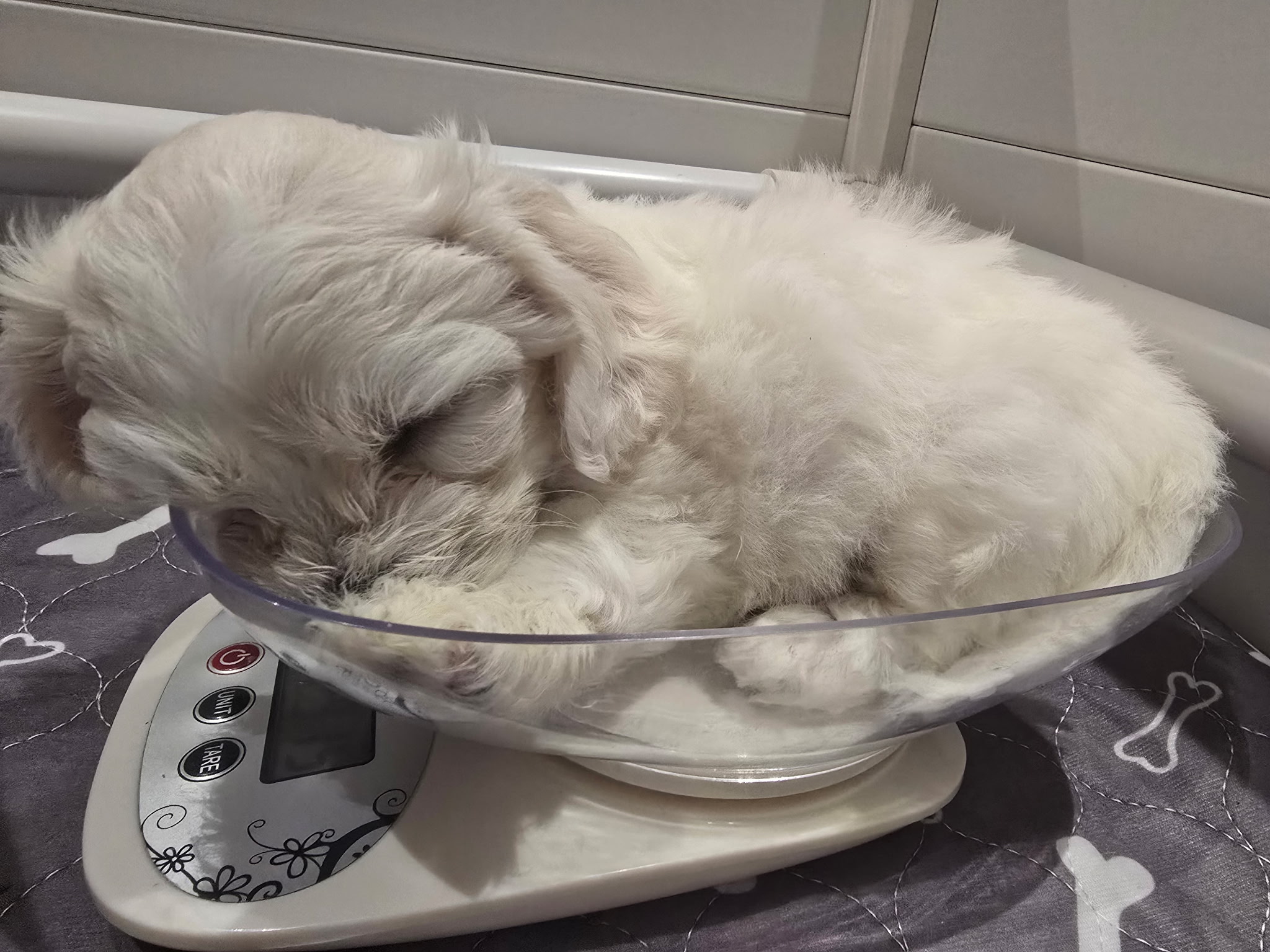 Puppies for sale