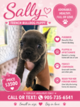 French Bulldog puppy for sale in Welland, Ontario on GetaPuppy.ca