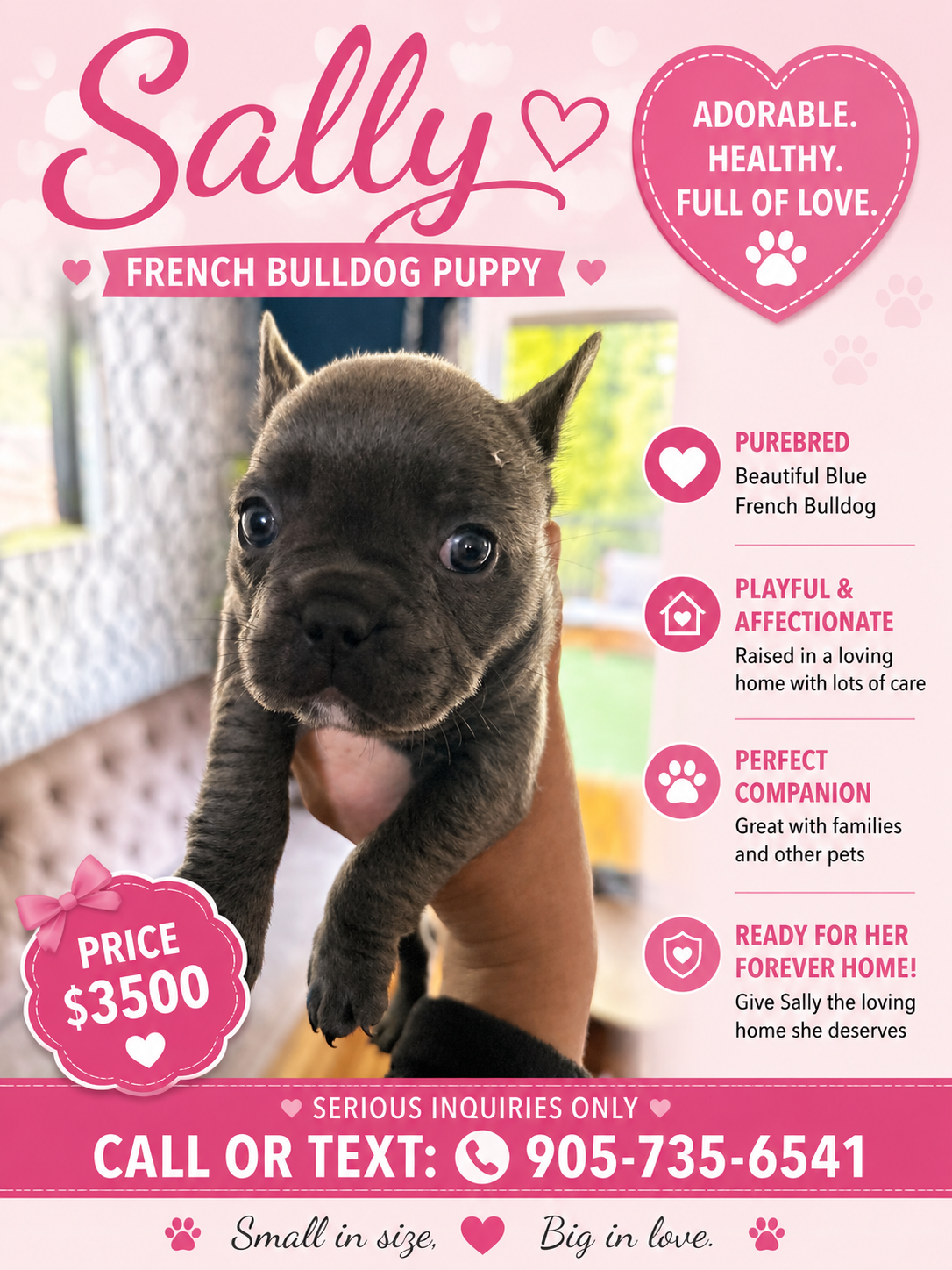 French Bulldog puppy for sale in Welland, Ontario on GetaPuppy.ca