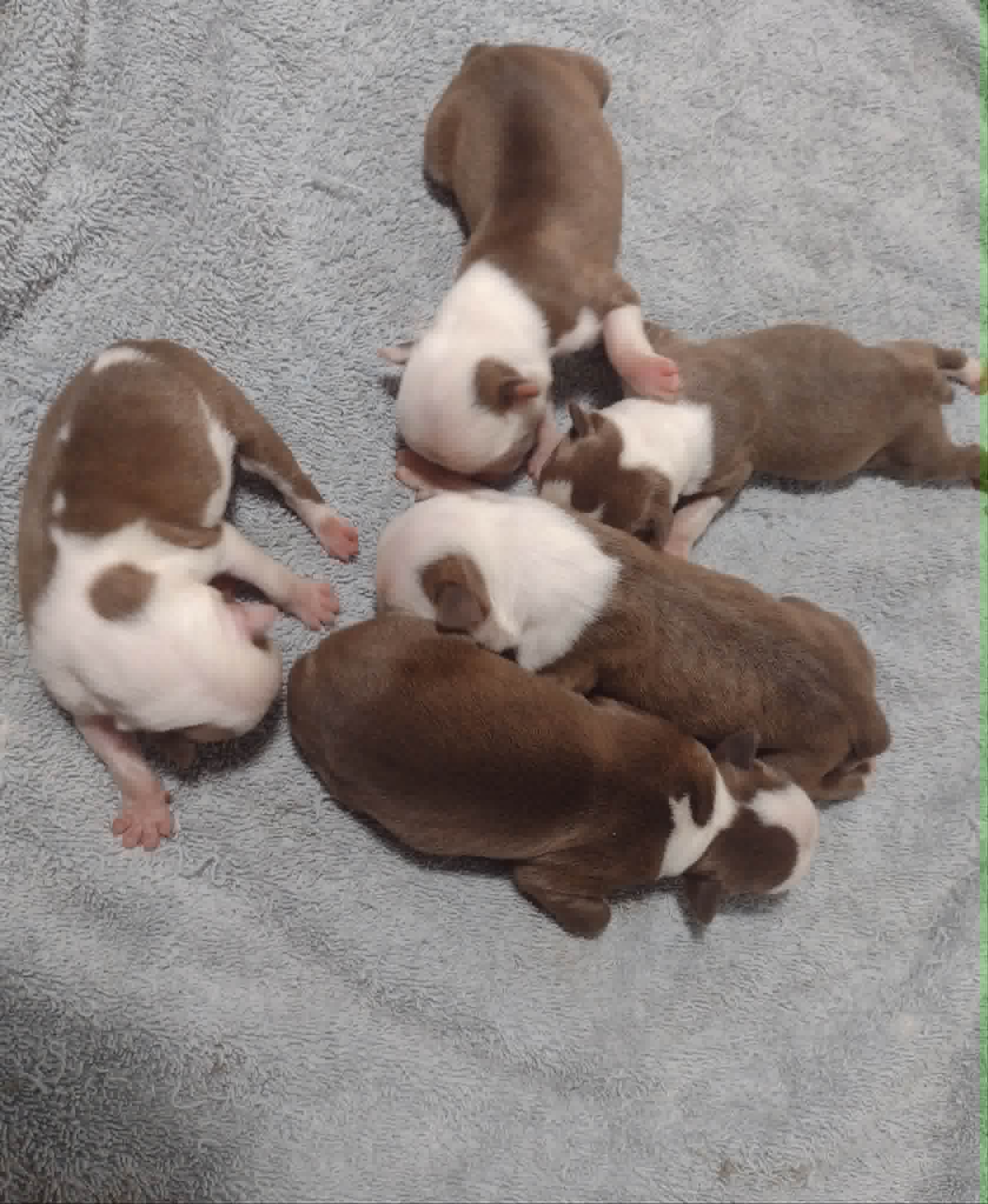 Boston Terriers Puppies for sale from Middleton, New Brunswick.