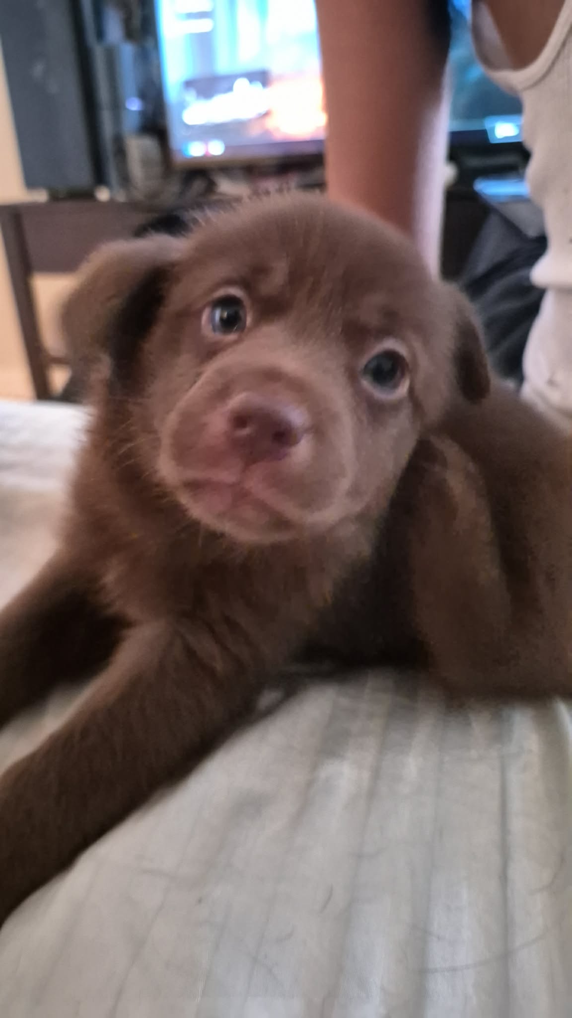 Puppies for sale