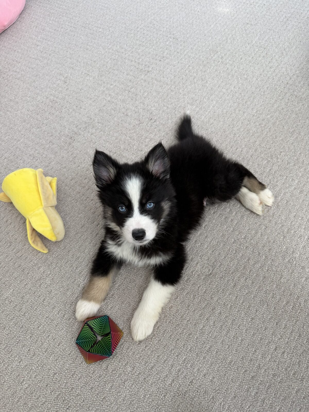 Puppies for sale