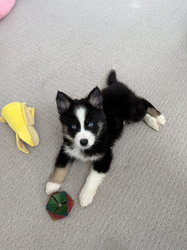9 week old Pomsky