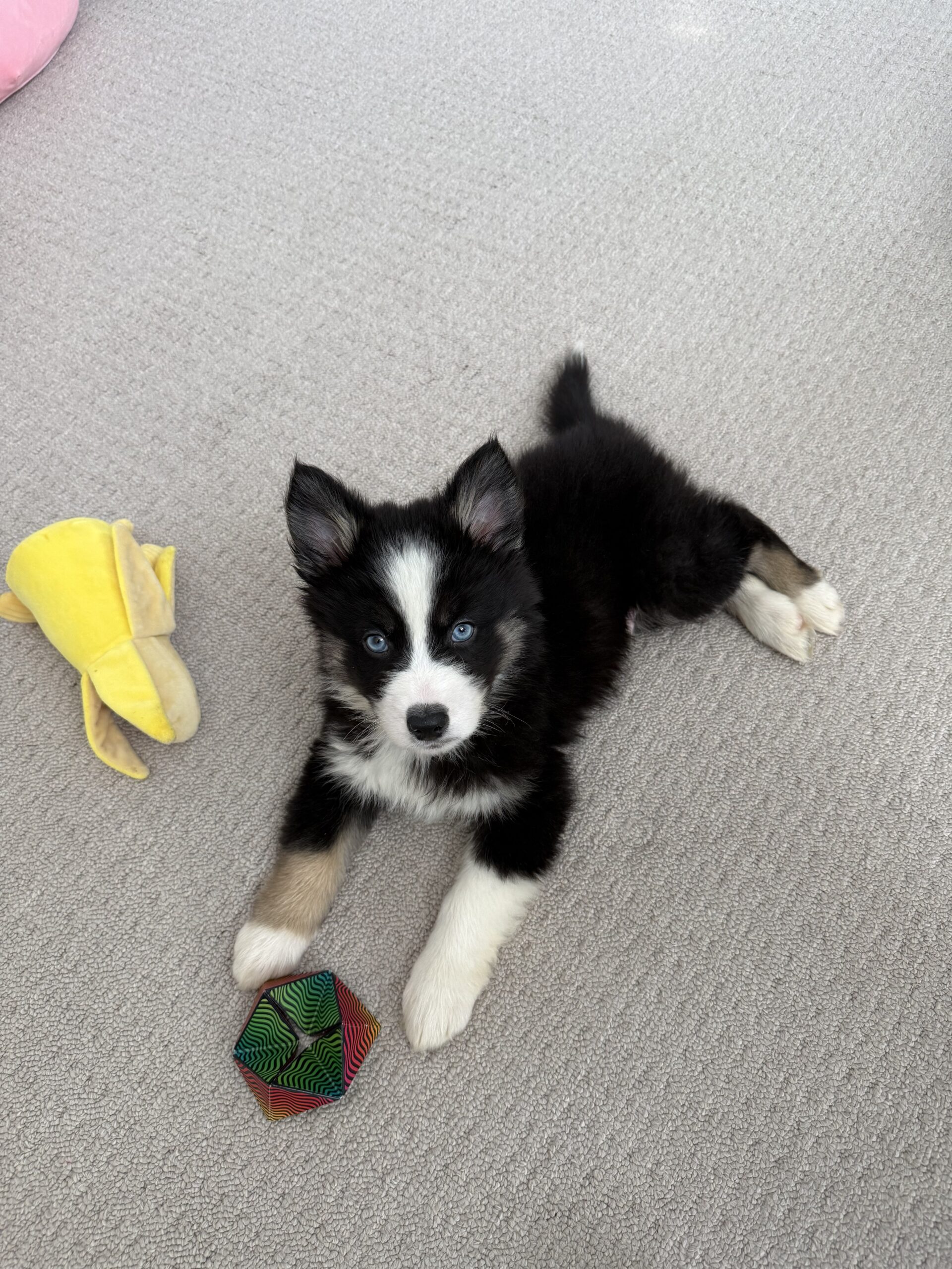Puppies for sale