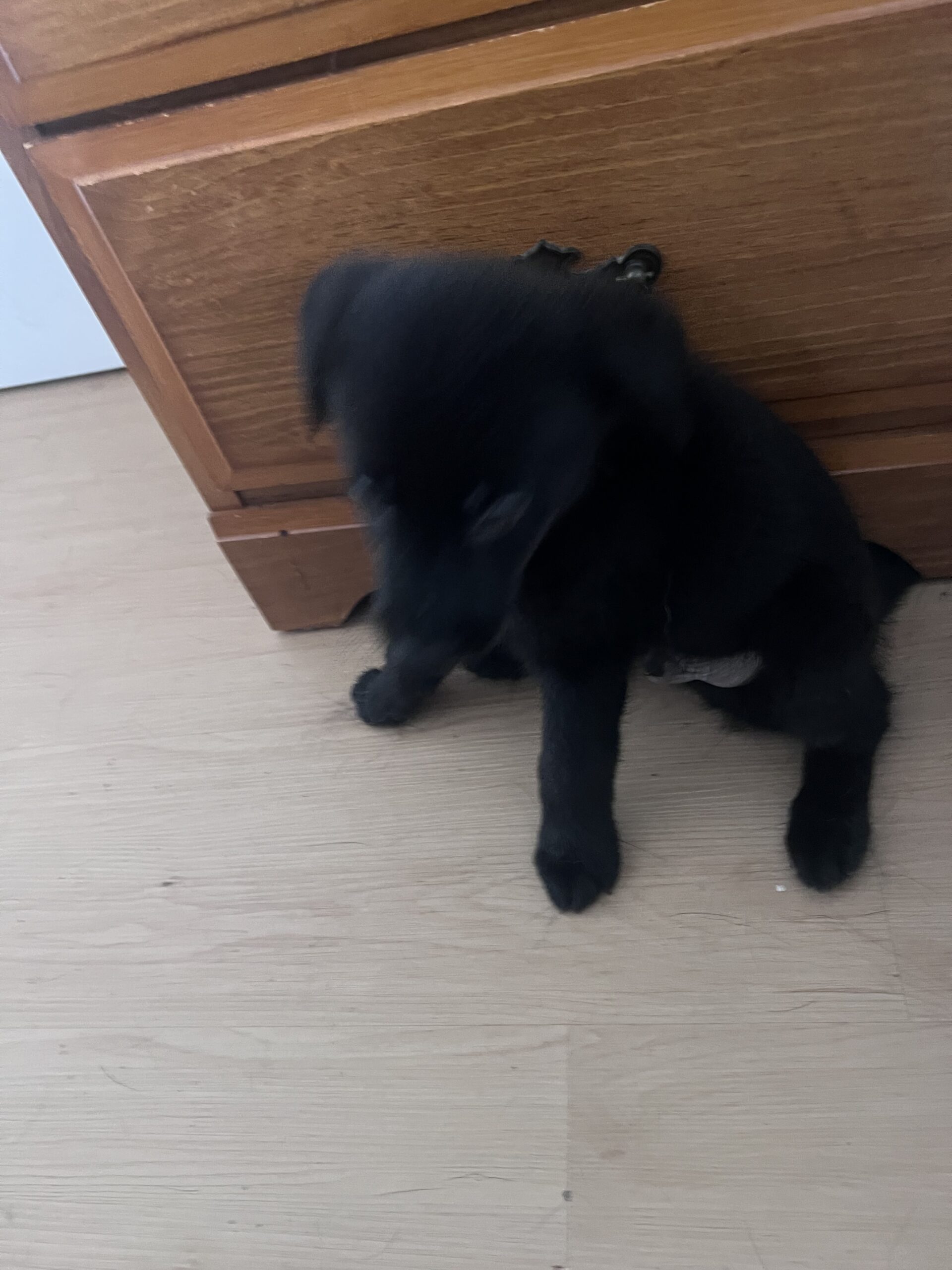 Puppies for sale