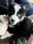Puppies for sale