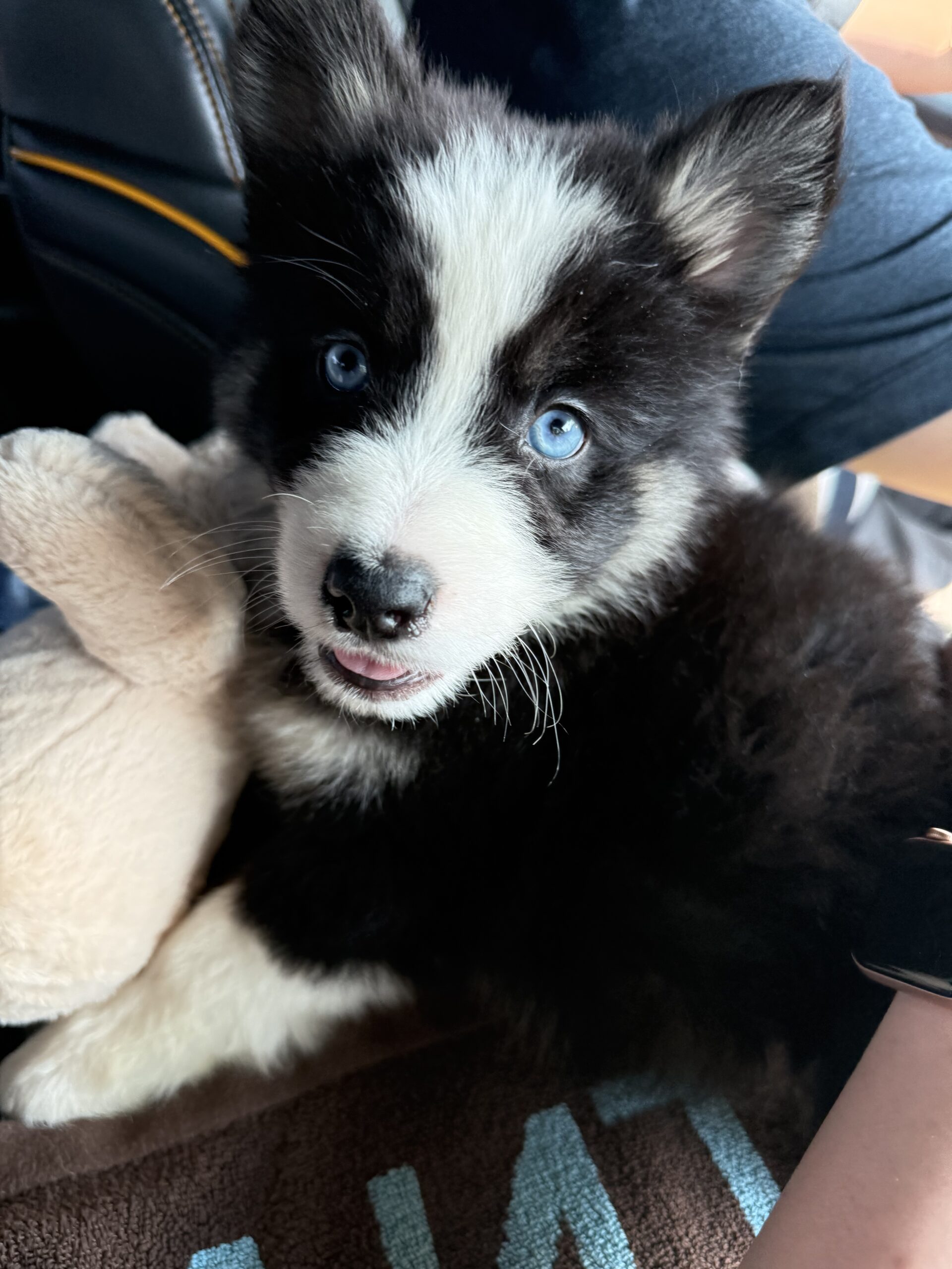 Puppies for sale
