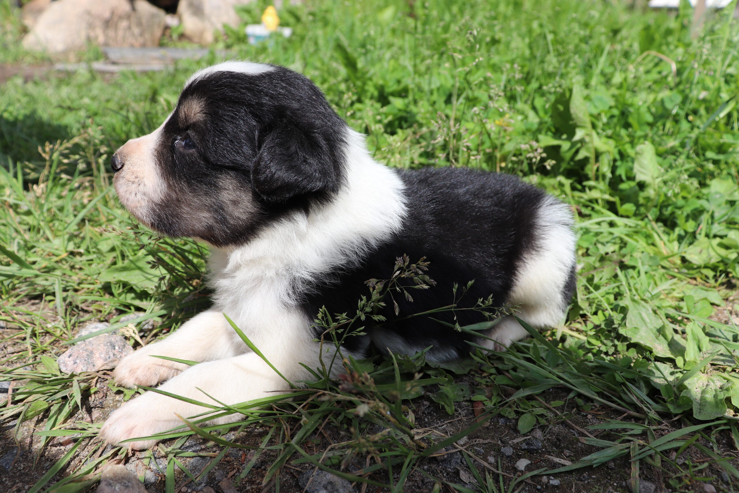 Puppies for sale