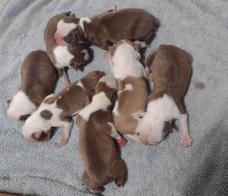 Boston terrier puppies