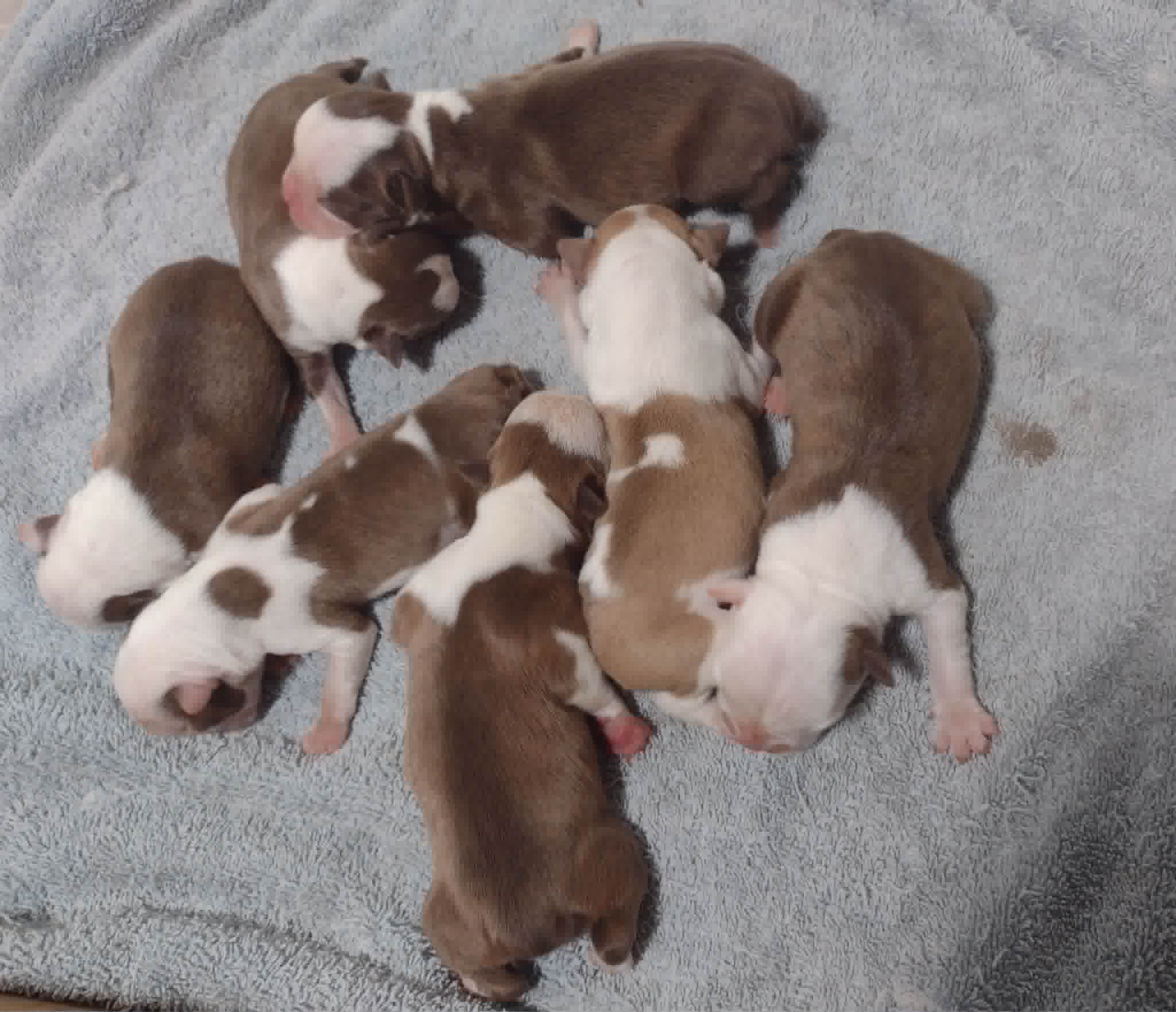 Boston Terriers Puppies for sale from Middleton, New Brunswick.