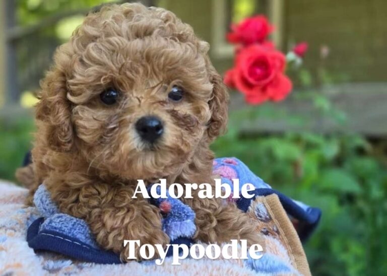 Toy Poodle Puppies – Loving, Smart & Ready for Their New Homes (Toronto/GTA)