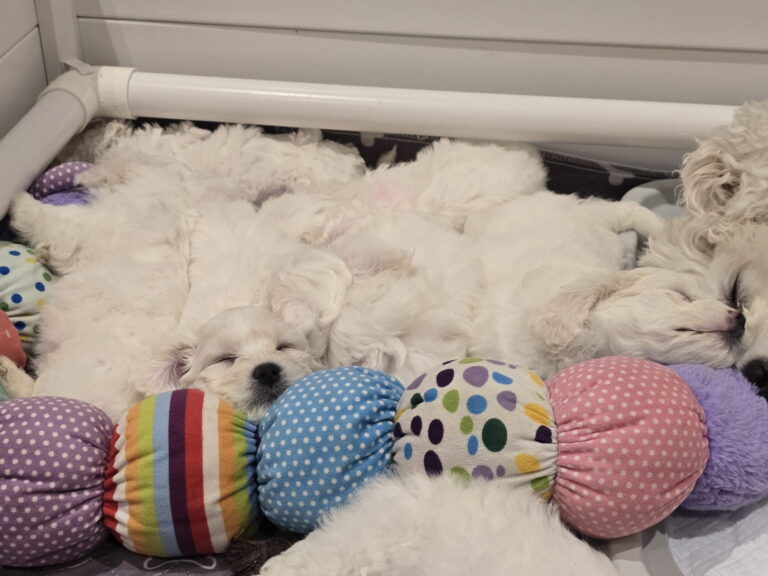 Bichon Frise Puppies