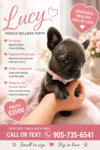 French Bulldog puppy for sale in Welland, Ontario on GetaPuppy.ca